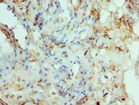 RAD51L3 / RAD51D Antibody (aa1-328)