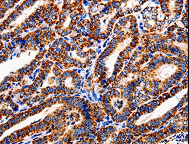 COX19 Antibody