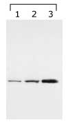 YWHAG / 14-3-3 Gamma Antibody (N-Terminus, clone HS23)