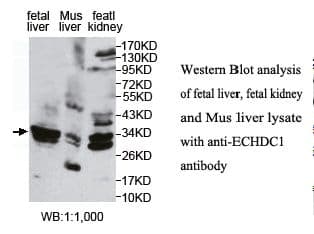 ECHDC1 Antibody (aa74-269)