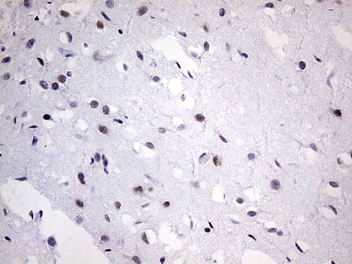 OTX2 Antibody (clone OTI1A1)