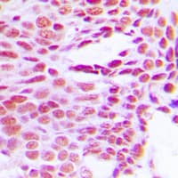 Histone H1 Antibody (N-Terminus)