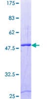 Human RAB2B Protein (Recombinant GST)