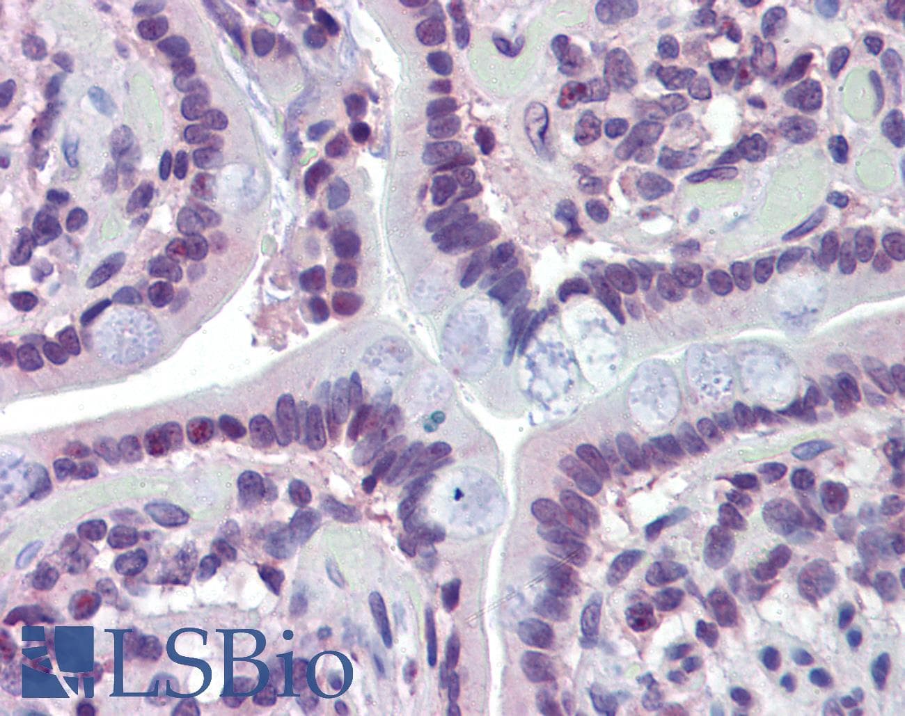 MAZ Antibody (N-Terminus)