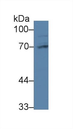 PABPC1L Antibody (aa514-612)