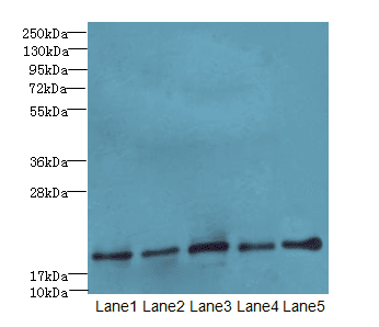 PPIL3 Antibody