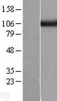 USP5 Protein (Over-Expression Lysate Myc-DDK (Flag))