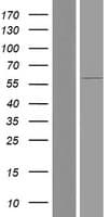 FBXO7 Protein (Over-Expression Lysate Myc-DDK (Flag))