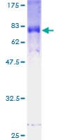 Human FBXL2 Protein (Recombinant GST)