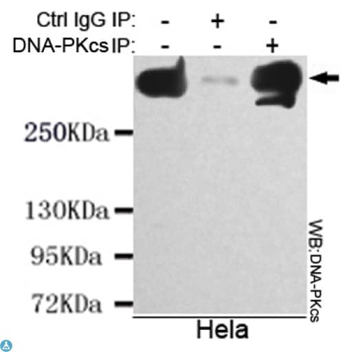 PRKDC / DNA-PKcs Antibody