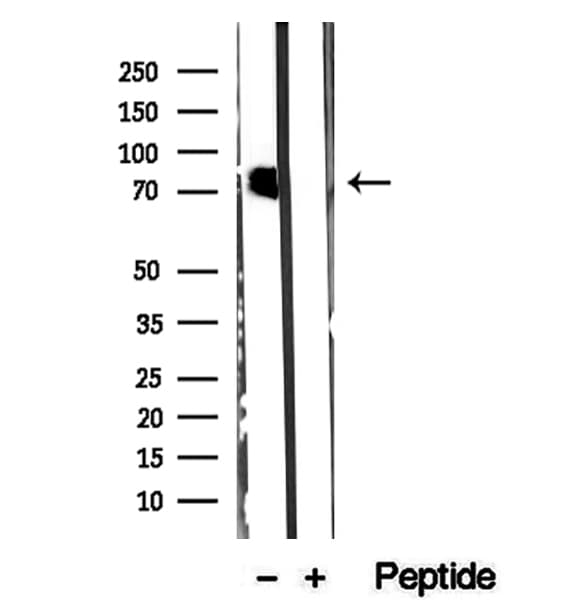 CMIP Antibody