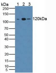 TLR8 Antibody (aa844-1039, APC)