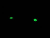 IHC-plus™ HAND1 Antibody (clone 1G10)