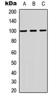 Polyclonal Rabbit anti-Human MAG Antibody (C-Terminus, WB)