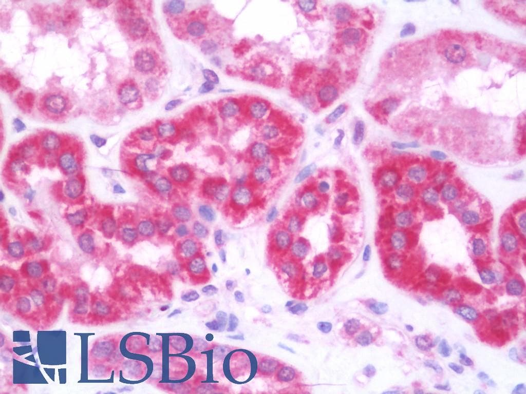 IHC-plus™ LTA / TNF Beta Antibody (aa31-80)