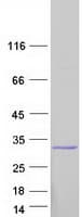 Human C1orf109 Protein (Recombinant Myc-DDK (Flag))