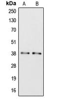 Polyclonal Rabbit anti-Human APOL6 / Apolipoprotein L 6 Antibody (C-Terminus, WB)