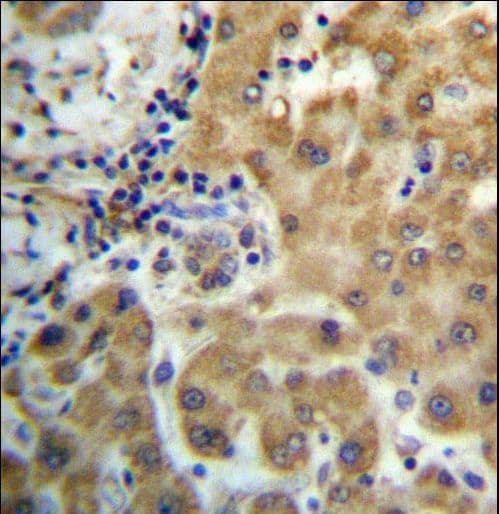 Polyclonal Rabbit anti-Human TRIM4 / RNF87 Antibody (aa112-141, IHC, WB)