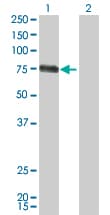 CSF1 / MCSF Antibody (clone 1A9)