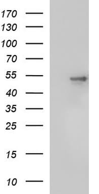 SCRN1 / Secernin 1 Antibody (clone OTI1E4)