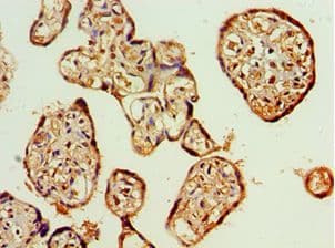 AIPL1 Antibody (aa1-384)