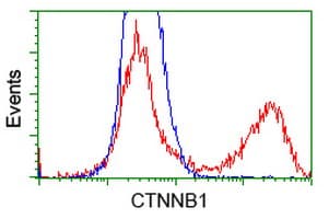 CTNNB1 / Beta Catenin Antibody (clone OTI9F6)