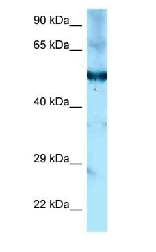 Polyclonal Rabbit anti-Mouse SHPK / CARKL Antibody (aa360-409, WB)