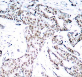 STAT3 Antibody