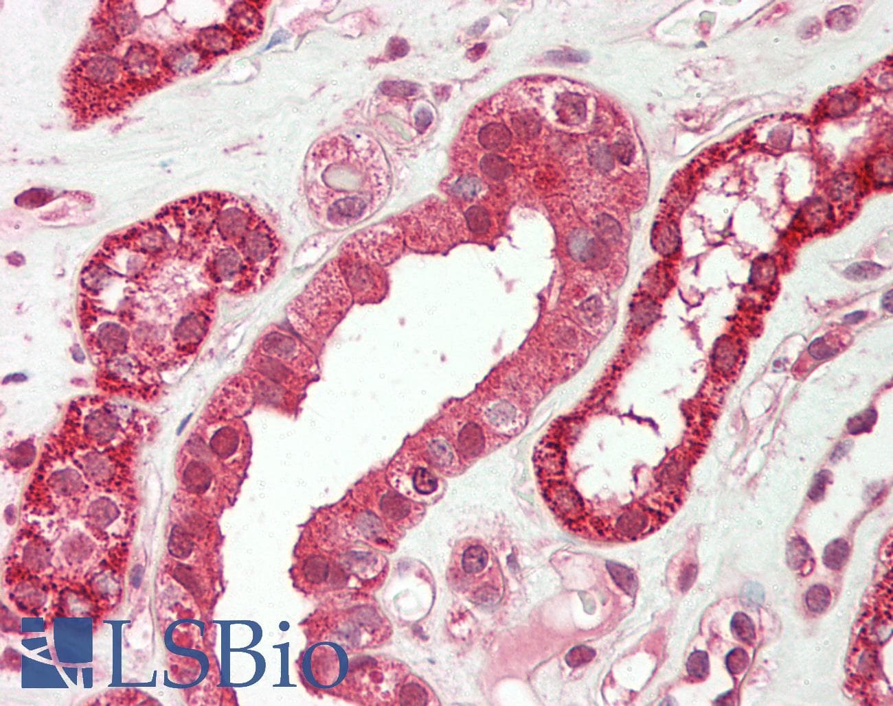 CRTR1 / TFCP2L1 Antibody (aa181-230)
