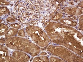 RASSF8 Antibody (clone OTI2B6)