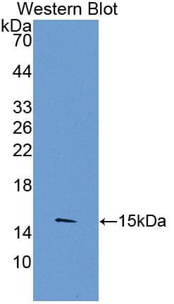 TLR3 Antibody (aa574-713)