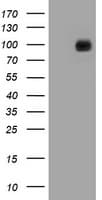 CDH1 / E Cadherin Antibody (clone OTI3E2)