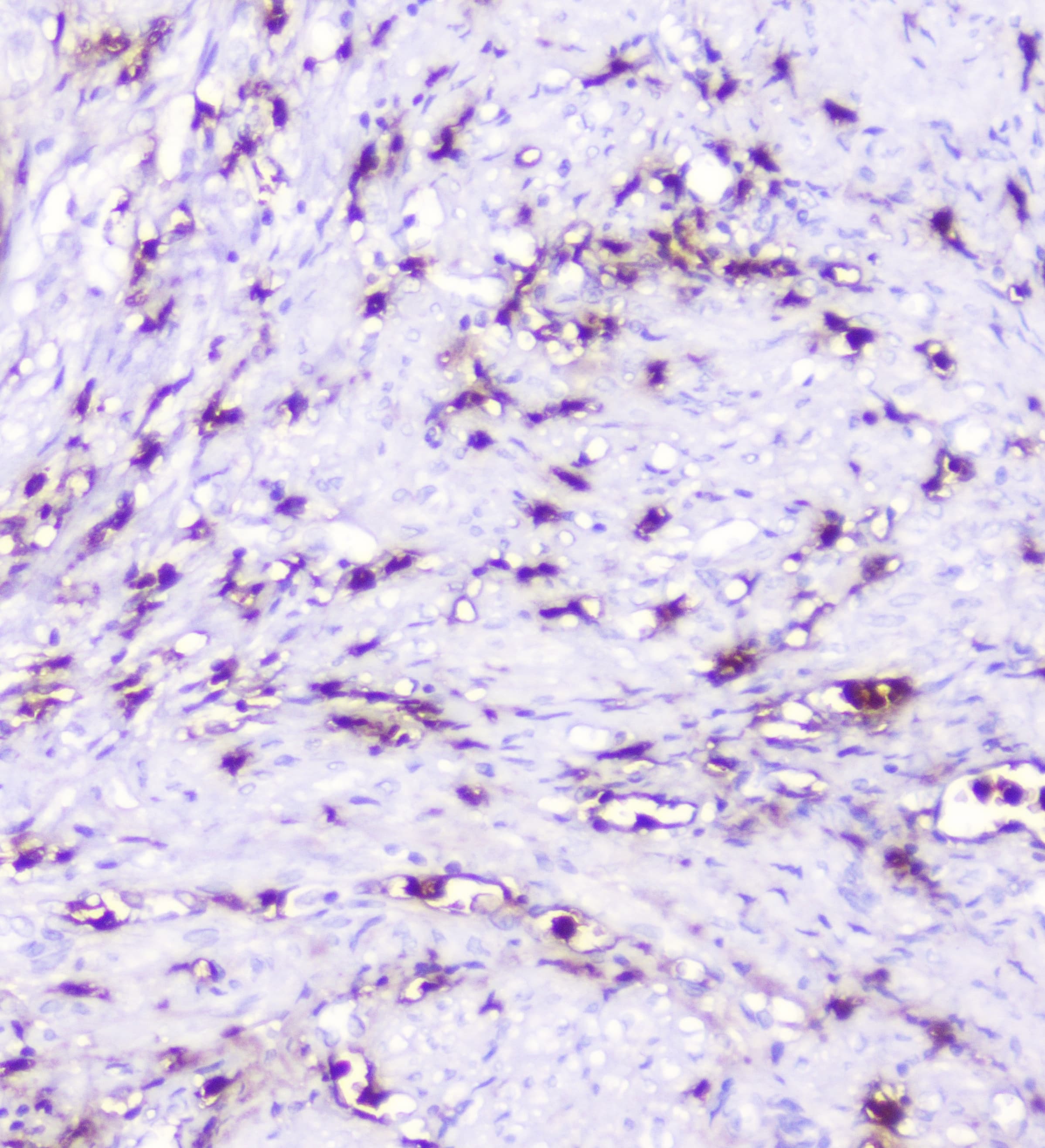 SDF1 / CXCL12 Antibody