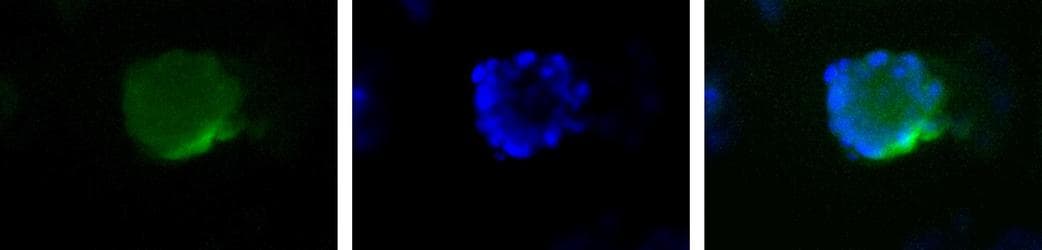 WWTR1 / TAZ Antibody