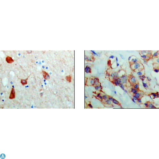 PAWR / PAR4 Antibody