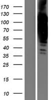 COL6A2 / Collagen VI Alpha 2 Protein (Over-Expression Lysate Myc-DDK (Flag))