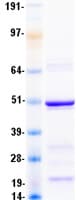 Human SGCA / DAG2 Protein (Recombinant Myc-DDK (Flag))