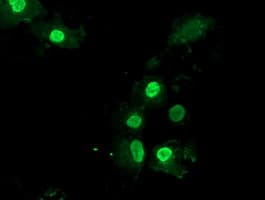 LENG1 Antibody (clone OTI1G10)