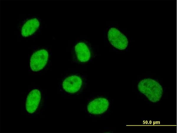 ZNF143 / STAF Antibody (clone 3A7)