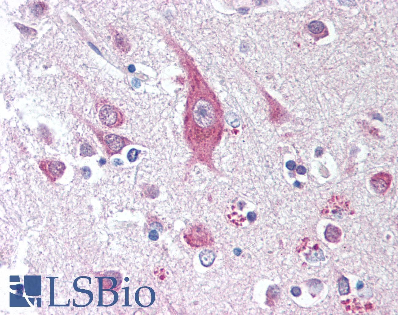 IHC-plus™ CD275 / B7-H2 / ICOS Ligand Antibody (clone 2D3)