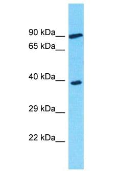 Polyclonal Rabbit anti-Human OR3A2 Antibody (aa239-288, WB)