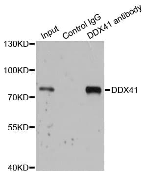 DDX41 / ABS Antibody