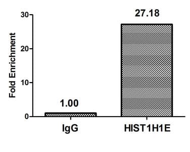 HIST1H1E Antibody