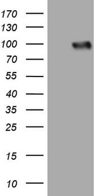 Monoclonal Mouse anti-Human LPIN3 / Lipin-3 Antibody (clone OTI1D7, Carrier-free, IHC, WB)