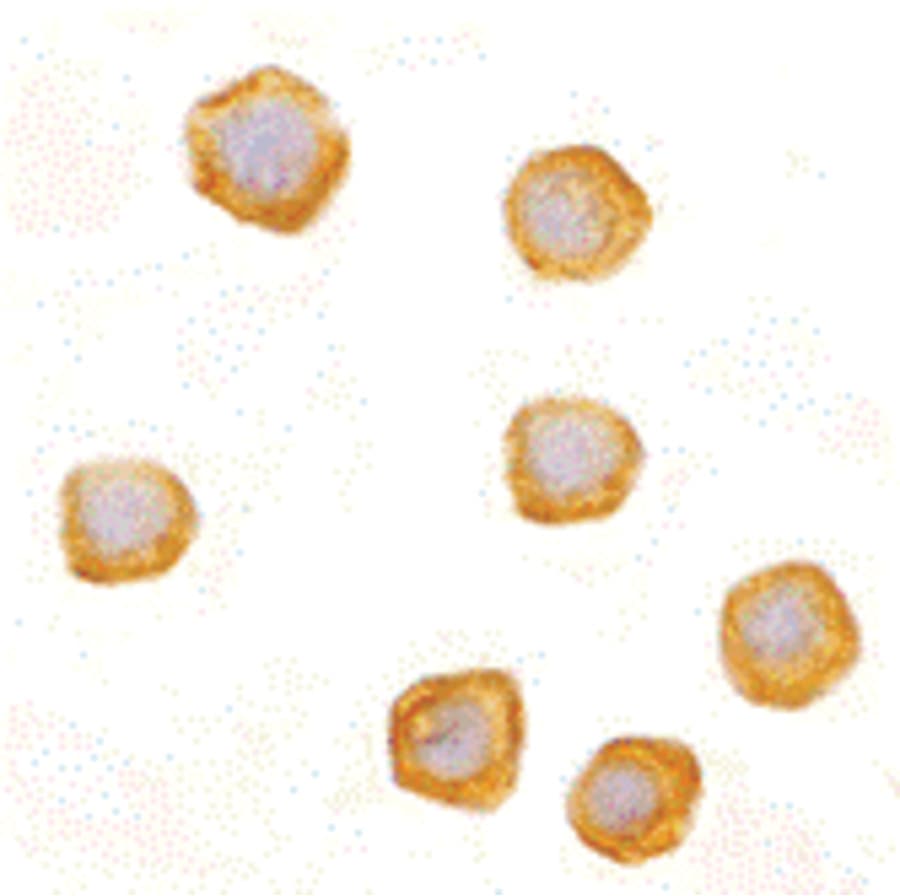 IHC-plus™ CARD10 / CARMA3 Antibody