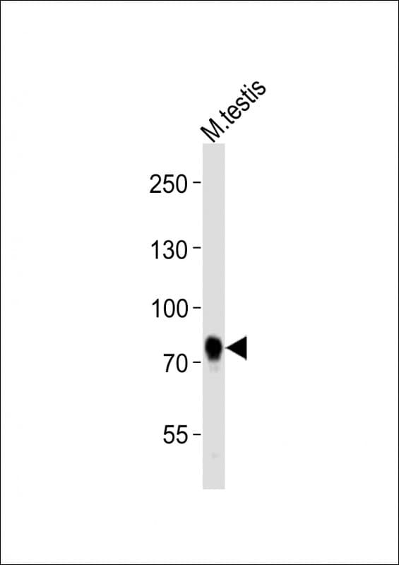 MELK Antibody (aa434-468)