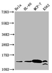 Polyclonal Rabbit anti-Human HIST1H2BN Antibody (IF)