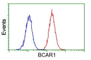 BCAR1 / p130Cas Antibody (clone OTI1B1)
