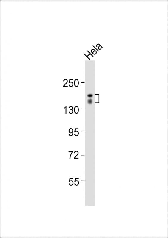RAPGEF1 Antibody (aa536-569)