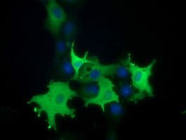 Monoclonal Mouse anti-Human BCAP / PIK3AP1 Antibody (clone OTI1C3, IF, WB)